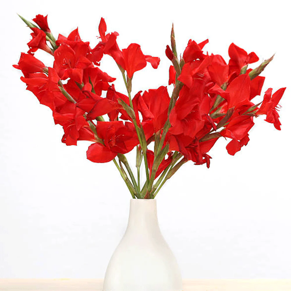 Pachet 10 Bulbi Gladiole Osca - Rosu Intens si Impunator [2]