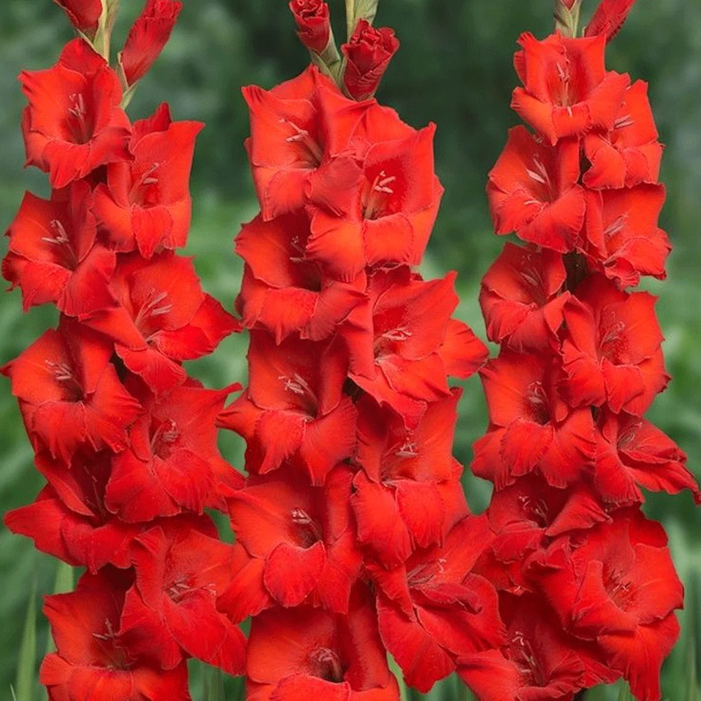 Pachet 10 Bulbi Gladiole Osca - Rosu Intens si Impunator [1]