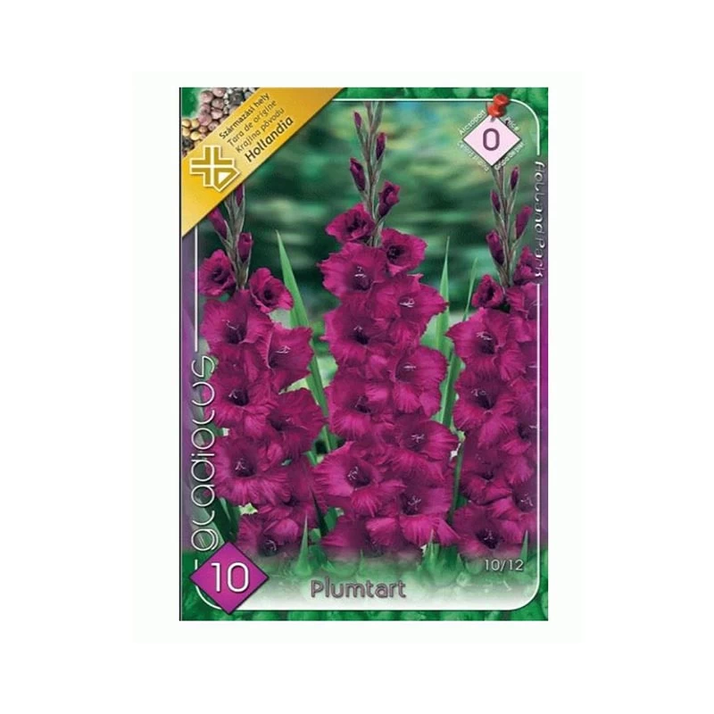 Bulbi de flori - Pachet 10 Bulbi Gladiole Plumtart - Mov Purpuriu Intens si Catifelat