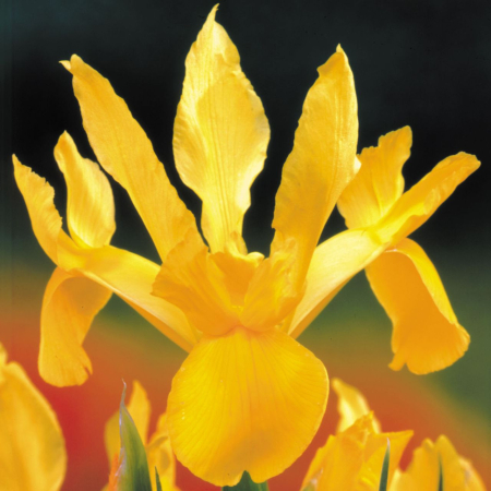 Pachet 10 Bulbi Iris Royal Yellow - Galben Intens si Eleganta Verticala [2]