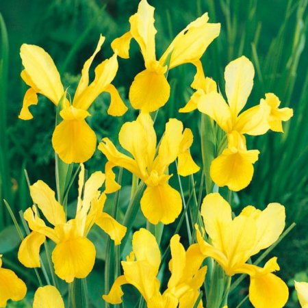 Pachet 10 Bulbi Iris Royal Yellow - Galben Intens si Eleganta Verticala [3]