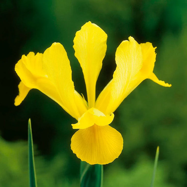 Bulbi de flori - Pachet 10 Bulbi Iris Royal Yellow - Galben Intens si Eleganta Verticala