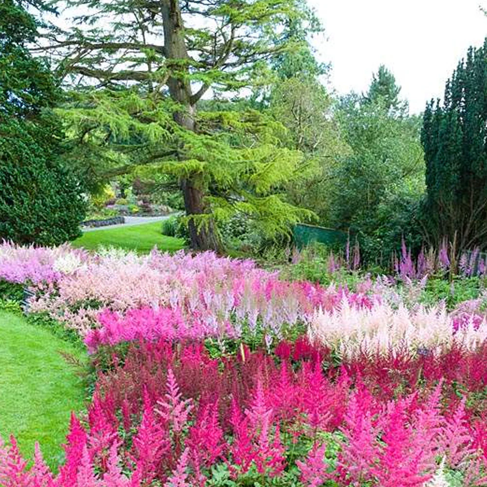 Pachet 3 Bulbi Astilbe Mix - Flori Tip Pana pentru Zone Umbrite [2]