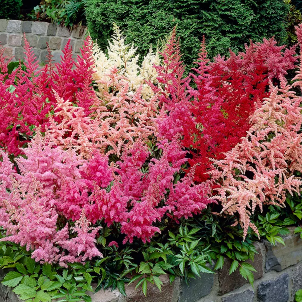 Bulbi de flori - Pachet 3 Bulbi Astilbe Mix - Flori Tip Pana pentru Zone Umbrite