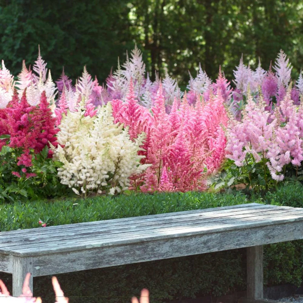 Pachet 3 Bulbi Astilbe Mix - Flori Tip Pana pentru Zone Umbrite [1]