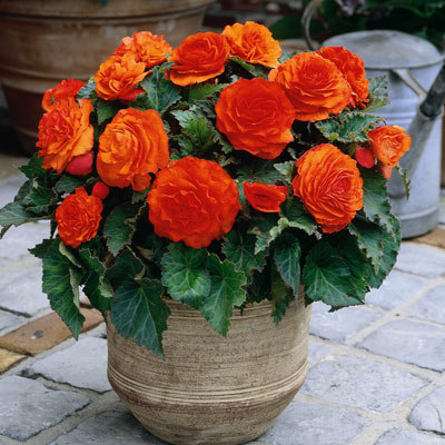 Pachet 3 Bulbi Begonia Large Flowering Orange - Flori Mari Portocalii [1]