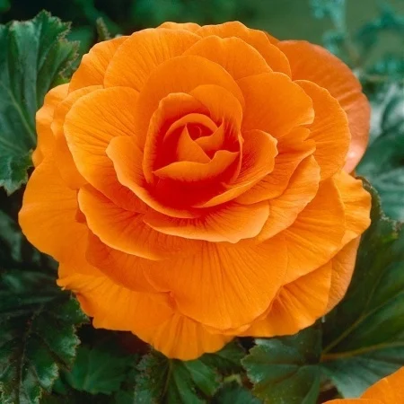 Bulbi de flori - Pachet 3 Bulbi Begonia Large Flowering Orange - Flori Mari Portocalii