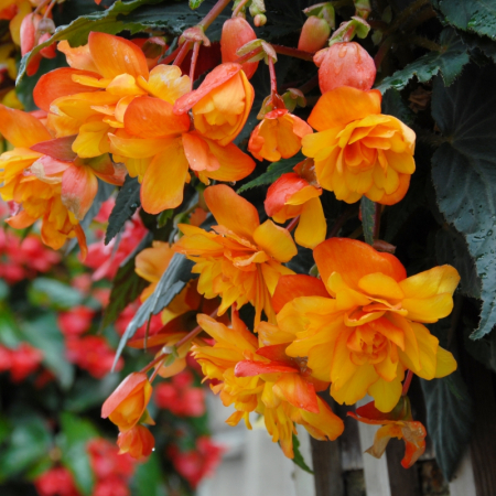 Bulbi de flori - Pachet 3 Bulbi Begonia Pendula Orange - Cascade de Flori Portocalii