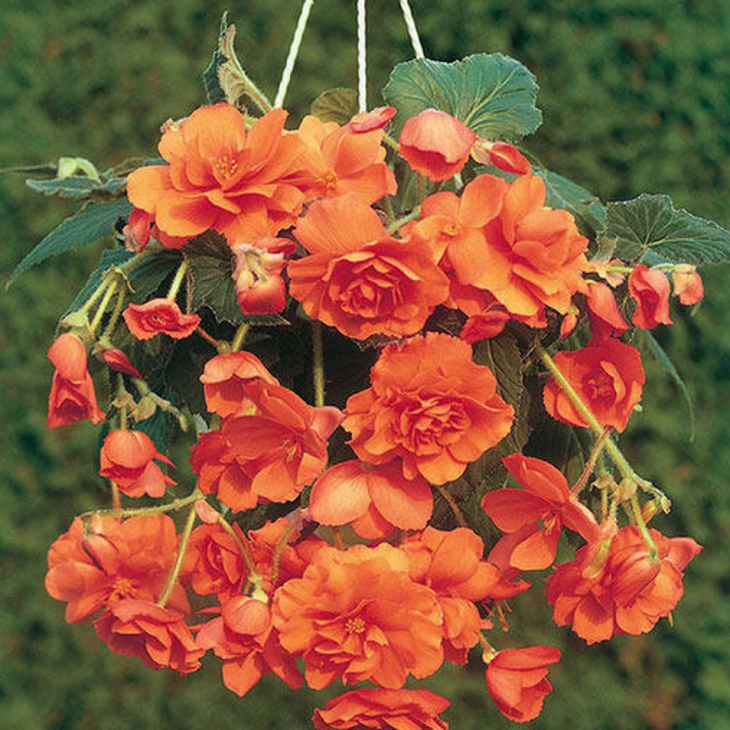 Pachet 3 Bulbi Begonia Pendula Orange - Cascade de Flori Portocalii [1]