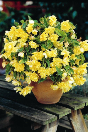 Pachet 3 Bulbi Begonia Pendula Yellow - Cascada de Flori Galben Solar [3]