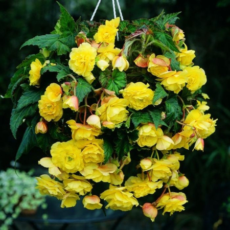 Pachet 3 Bulbi Begonia Pendula Yellow - Cascada de Flori Galben Solar [2]