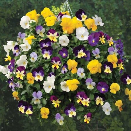 Panselute Bambini Mix – Flori Mici, Dese, Decor Delicat [1]