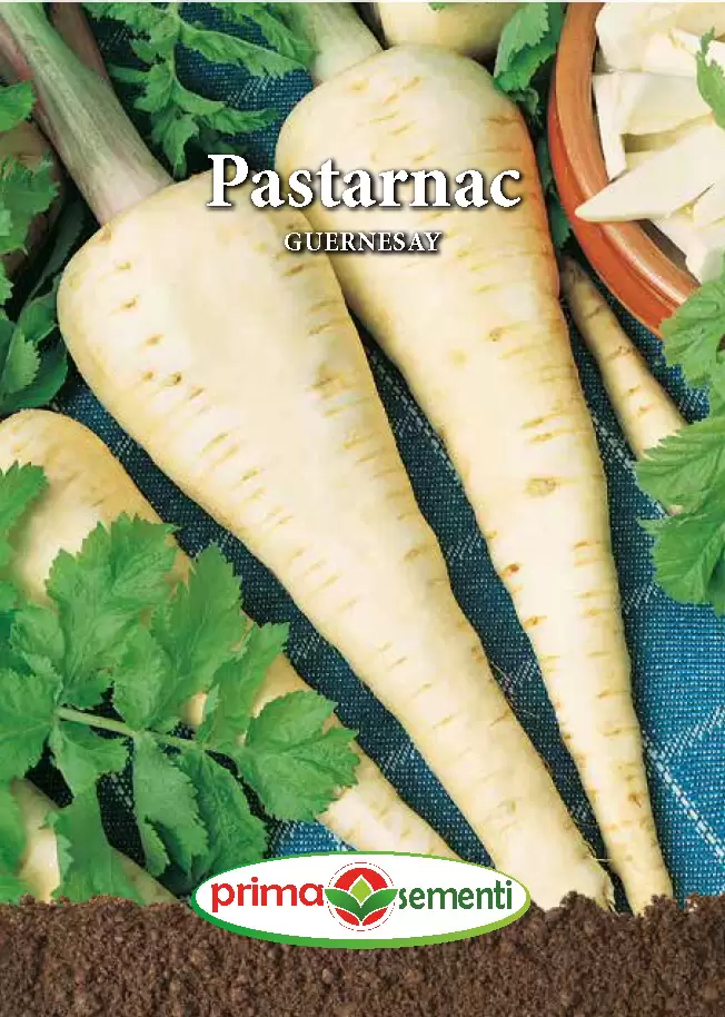 Seminte pastarnac - Pastarnac Guernesay 4g – Radacini Mari, Dulci, Alb-Crem