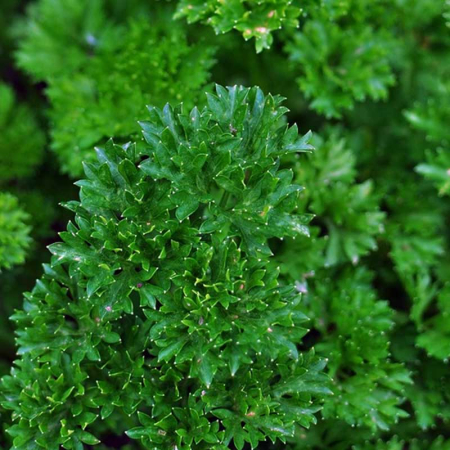 Seminte Patrunjel pentru Frunze Mooskrauser 3g Kertimag - Soi Cret si Decorativ [1]