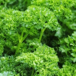 Patrunjel Riccio 5g – Frunze Crete, Aroma Puternica, Productie Mare [1]