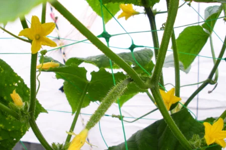 Plasa Sustinere Plante si Legume, 1.7 m x 100 m, Profesionala, pentru Castraveti si Fasole [2]