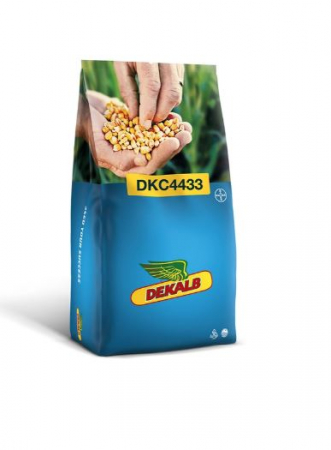 Seminte - Porumb Dekalb 4433 (80000 boabe - FAO 350-390)