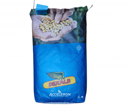 Seminte porumb - Porumb Dekalb 4590 (80000 boabe - FAO 350-390)