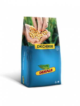 Seminte - Porumb Dekalb 4908 (80000 boabe - FAO 350-390)