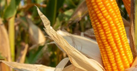 Porumb Fertilia Cera 380, Sac 25.000 MB (aprox. 7.5 kg), Grupa FAO 380 [1]