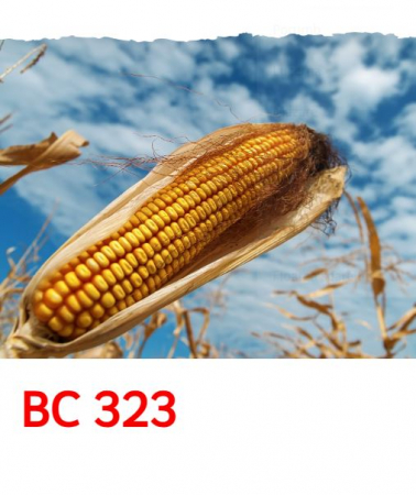 Seminte porumb - Porumb Fertillia Jumbo BC 323 (25 000 boabe - FAO 330 )