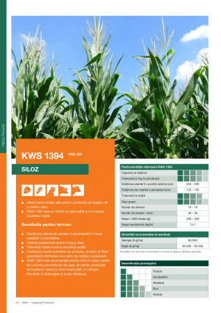 Seminte Porumb - Porumb Kws 1394 (50000 boabe - FAO 430)