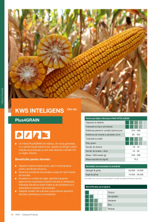 Seminte Porumb - Porumb Kws INTELIGENS (50 000 boabe- FAO 420)