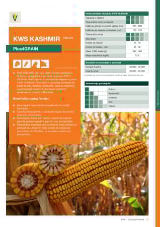 Seminte porumb - Porumb Kws Kashmir (50000 boabe - FAO 370)