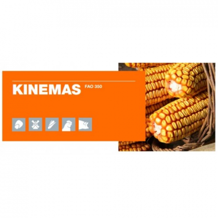 Seminte porumb - Porumb Kws Kinemas (50000 boabe - FAO 350)