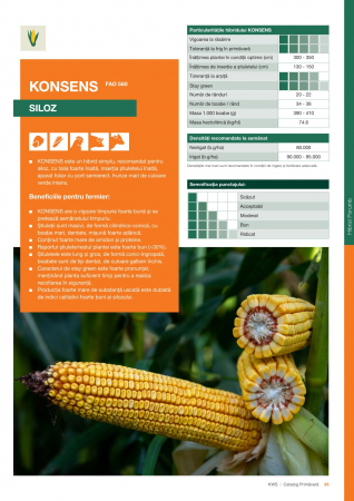 Seminte Porumb - Porumb Kws KONSENS (50 000- FAO 560)