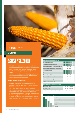 Seminte Porumb - Porumb Kws LOSC (25 000 boabe- FAO 250)