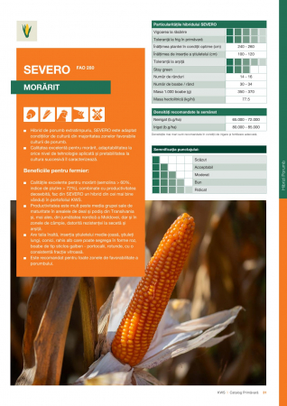Seminte - Porumb Kws SEVERO - morarit - (25 000 boabe- FAO 280) Inlocuitor LOSC