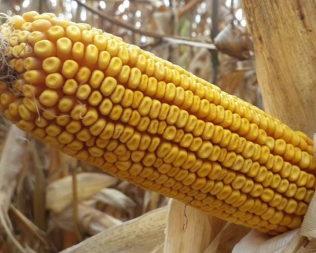 Porumb Mas Seeds MAS 300.B, Sac 50.000 MB (aprox. 10 kg), Grupa FAO 300, Tehnologie Waterlock [2]