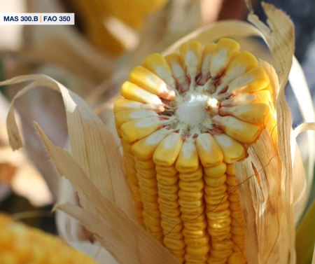 Porumb Mas Seeds MAS 300.B, Sac 50.000 MB (aprox. 10 kg), Grupa FAO 300, Tehnologie Waterlock [1]