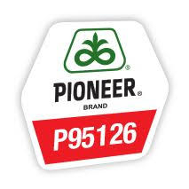 Seminte Porumb - Porumb Pioneer P95126 (25000 boabe - FAO 330) inlocuitor P9537