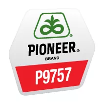 Seminte porumb - Porumb Pioneer P9757 (80000 boabe - FAO 370)