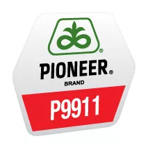 Seminte porumb - Porumb Pioneer P9911 AquaMax (80000 boabe - FAO 410)