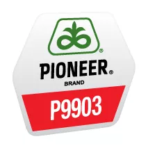 Seminte Porumb - Porumb Pioneer P9903 (80000 boabe - FAO 360)