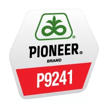 Seminte porumb - Porumb Pioneer P9241 (80000 boabe - FAO 330)