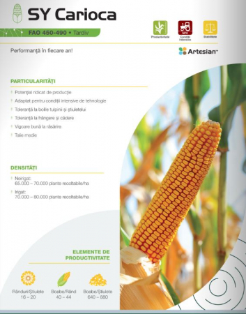 Seminte porumb - Porumb Syngenta Carioca (50 000 boabe- FAO 480)