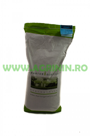 Seminte porumb - Porumb MG MV 277 (70000 boabe - FAO 310)