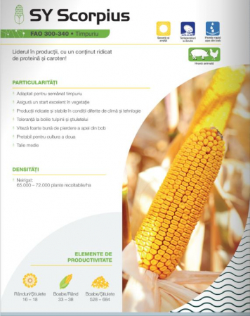 Seminte porumb - Porumb Syngenta Scorpius (50000 boabe - FAO 340)