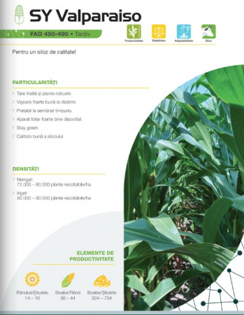 Seminte porumb - Porumb Syngenta Valparaiso (50 000 boabe- FAO 460)