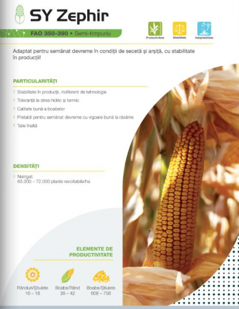 Seminte porumb - Porumb Syngenta Zephir (50000 boabe - FAO 380)