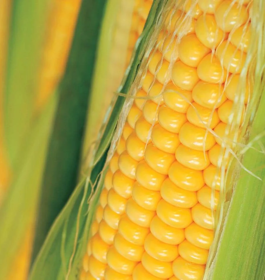 eminte Porumb Zaharat Golden Bantam 40g Agrosem - Gust Autentic si Dulce [1]