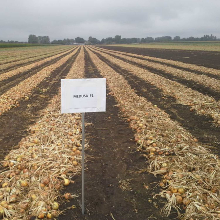 PRECOMANDA! Arpagic Medusa F1 10 kg – soi hibrid timpuriu, productiv și uniform, calibru 16/21 mm [4]