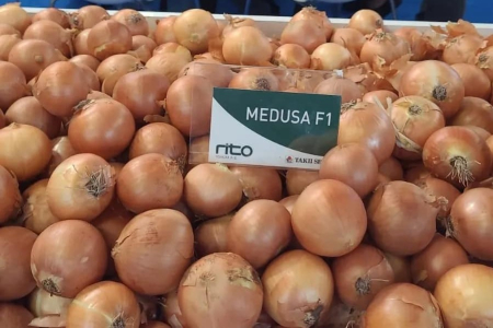 PRECOMANDA! Arpagic Medusa F1 10 kg – soi hibrid timpuriu, productiv și uniform, calibru 16/21 mm [1]