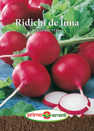 Seminte ridichi - Ridichi de luna Riesenbutter