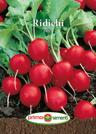 Seminte ridichi - Ridichi Saxa 6 g