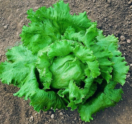 Salata Great Lakes 3 g [2]